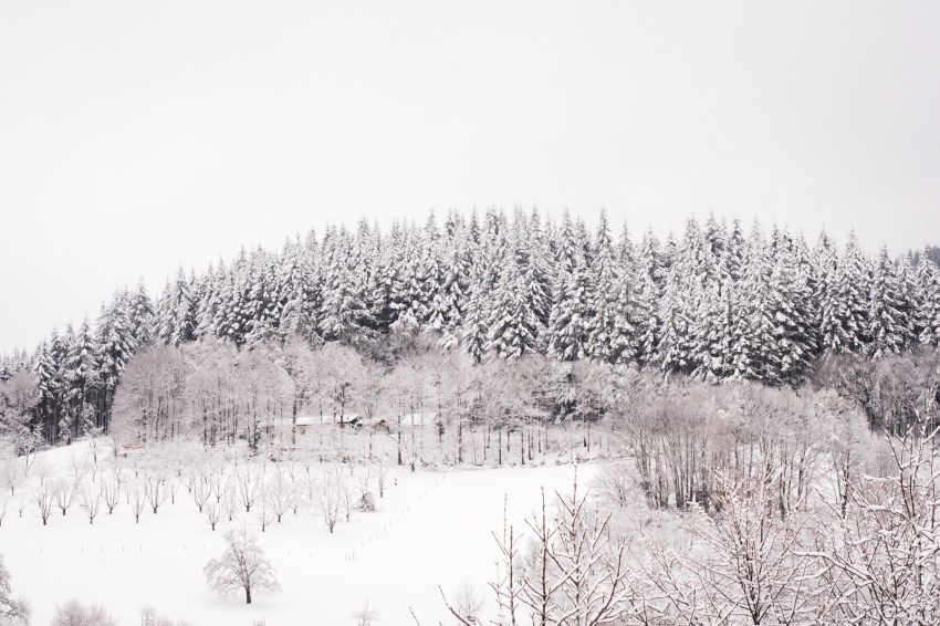 neige, forêt noire, allemagne, schwarzwald, blackforest, seebach