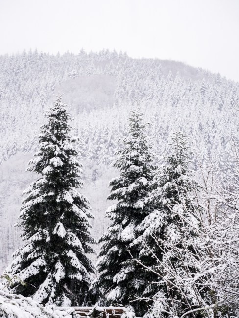 neige, forêt noire, allemagne, schwarzwald, blackforest, seebach