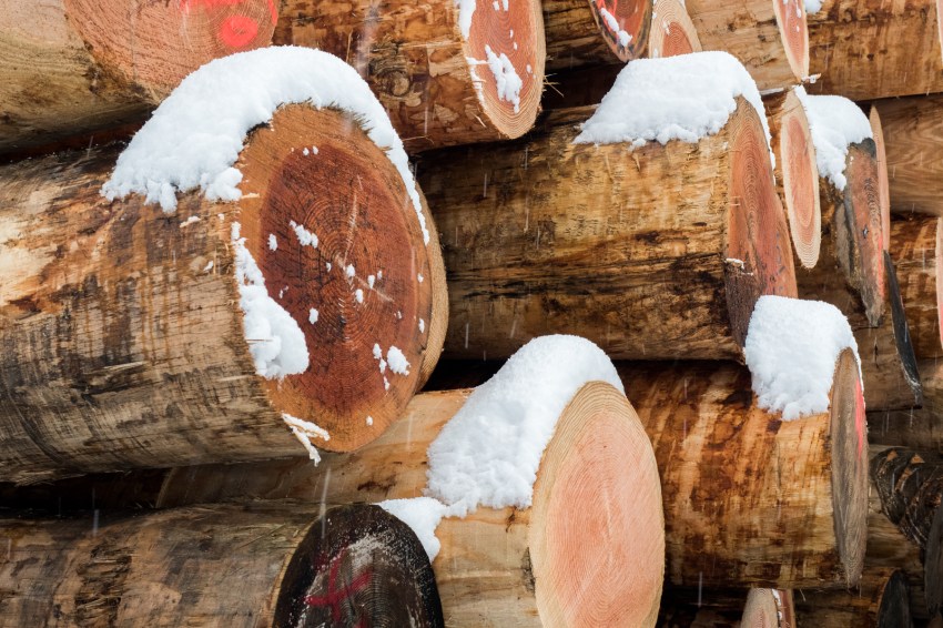 neige, forêt noire, allemagne, schwarzwald, blackforest, seebach