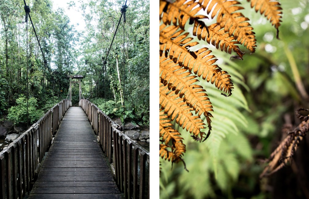 guadeloupe, nature, foret tropicale, cascade