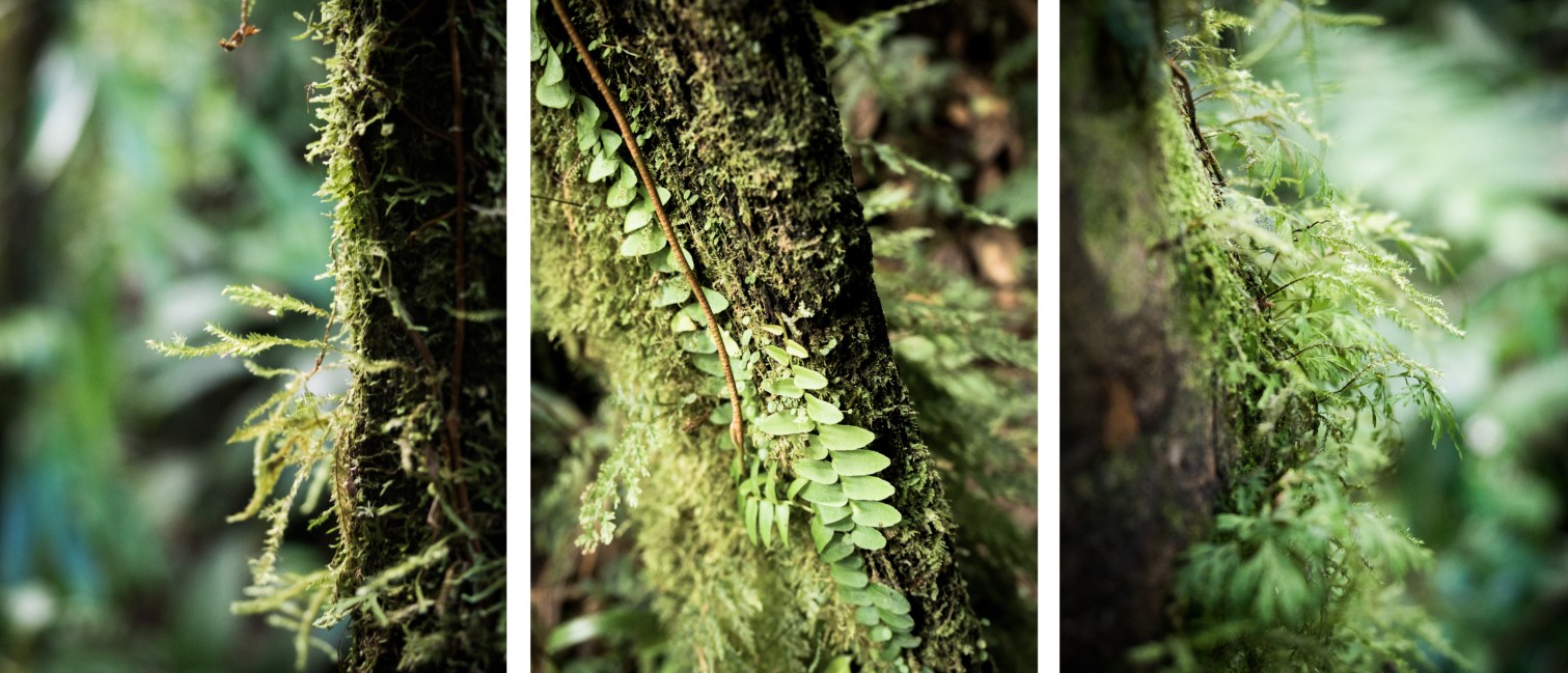 guadeloupe, nature, foret tropicale, cascade