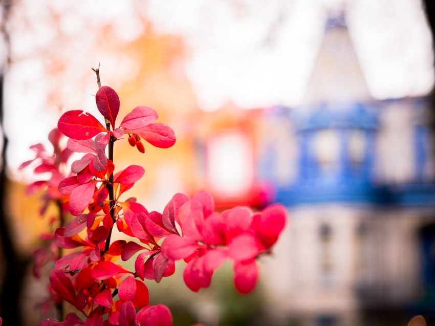 canada, plateau, mont royal, street