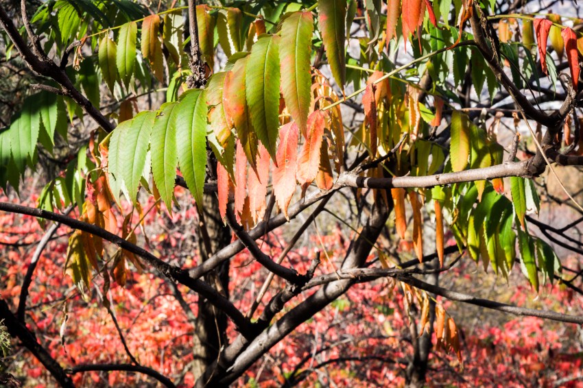 canada, plateau, mont royal, street