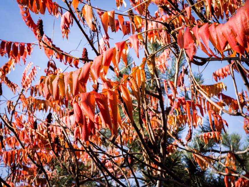 canada, plateau, mont royal, street