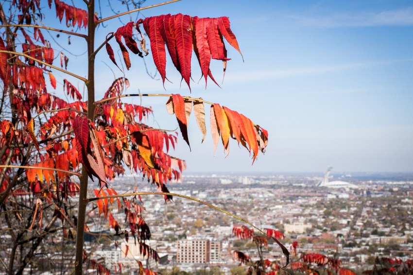 canada, plateau, mont royal, street