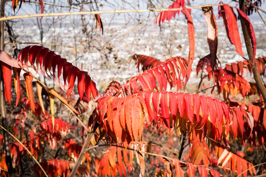 canada, plateau, mont royal, street