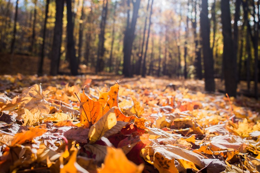 canada, plateau, mont royal, street