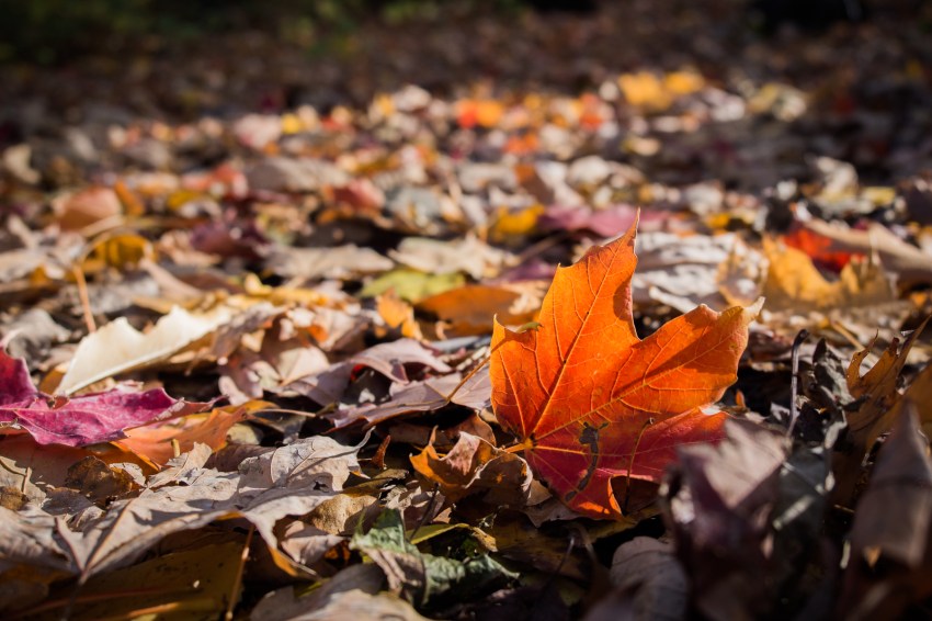 canada, plateau, mont royal, street