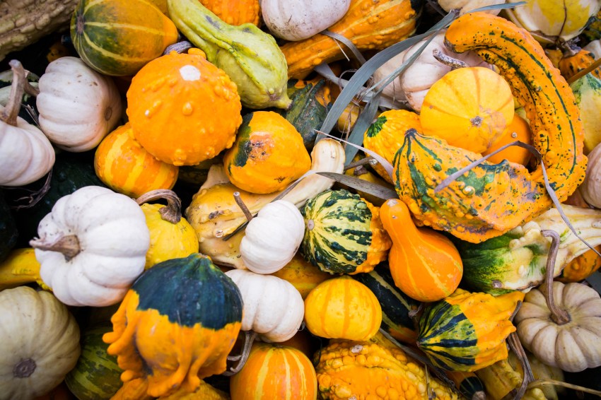 canada, plateau, mont royal, street