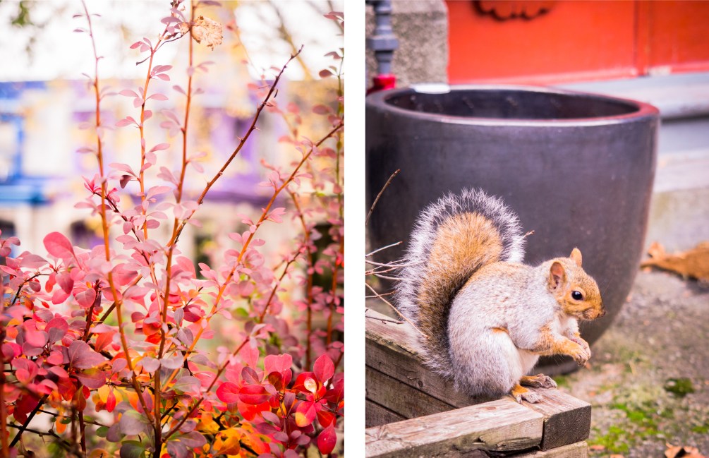 canada, plateau, mont royal, street