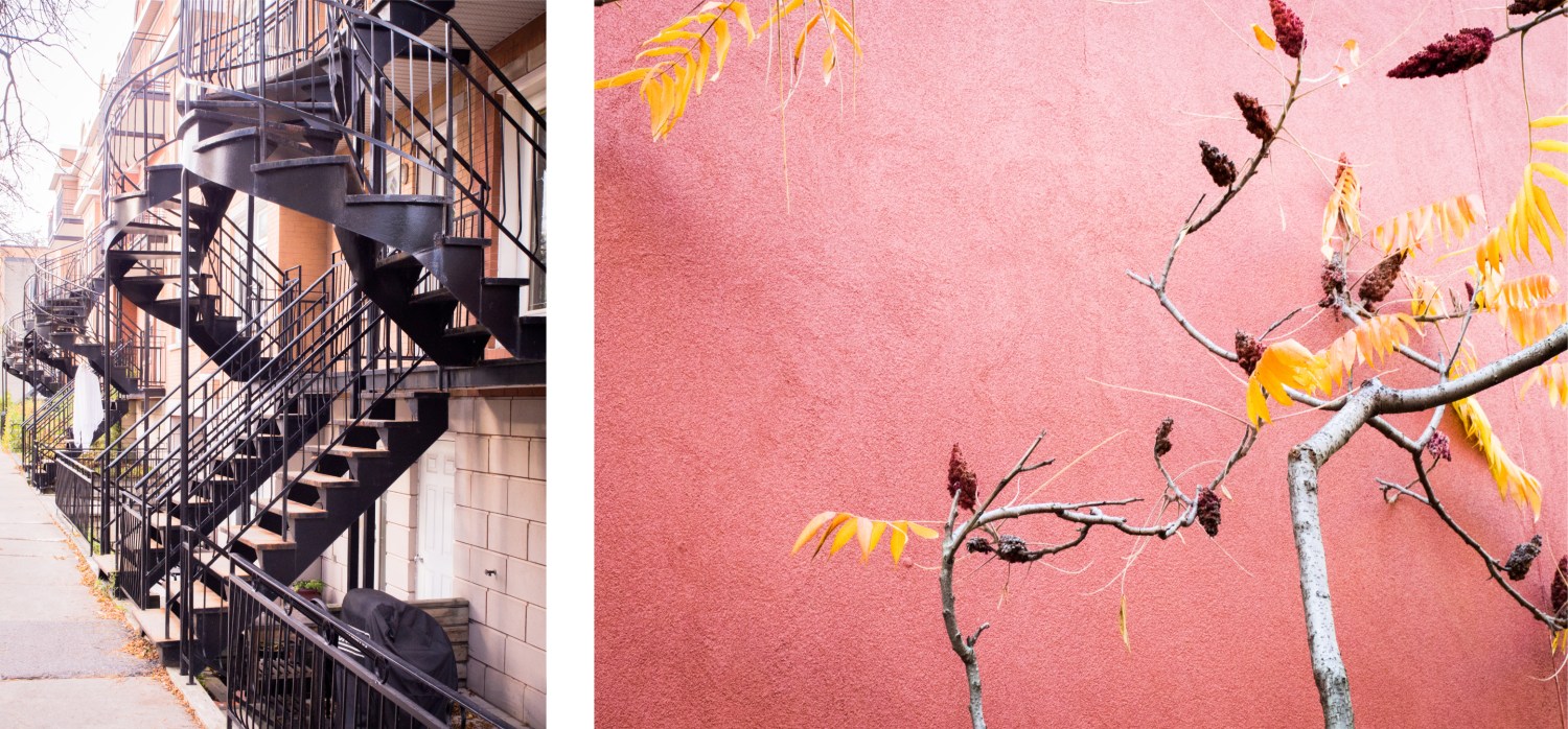 coloration végétale montréal-plateau mont royal montréal canada-l escalier montréal