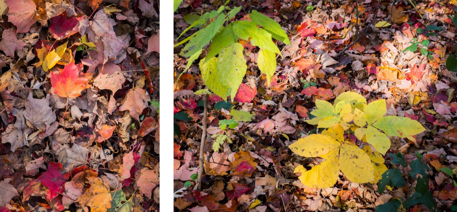 canada, plateau, mont royal, street