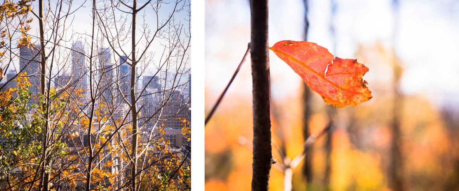 canada, plateau, mont royal, street