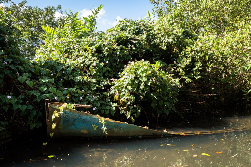 mangrove, palétuviers, guadeloupe, antilles, kayak