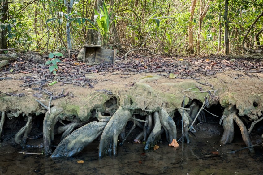mangrove, palétuviers, guadeloupe, antilles, kayak