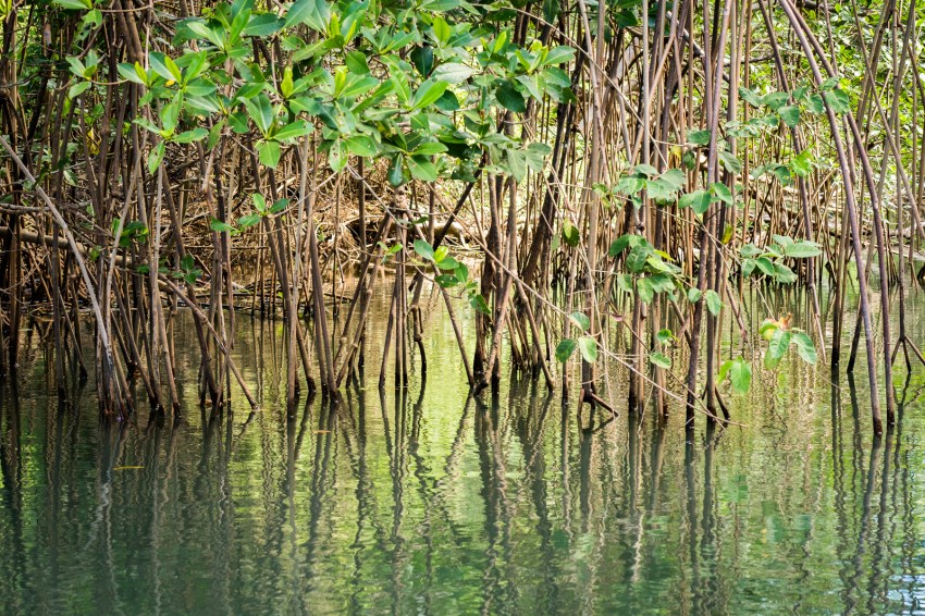 mangrove, palétuviers, guadeloupe, antilles, kayak