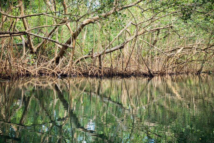 mangrove, palétuviers, guadeloupe, antilles, kayak