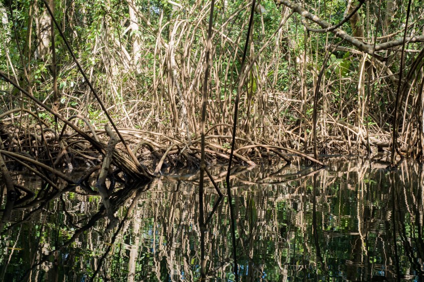 mangrove, palétuviers, guadeloupe, antilles, kayak