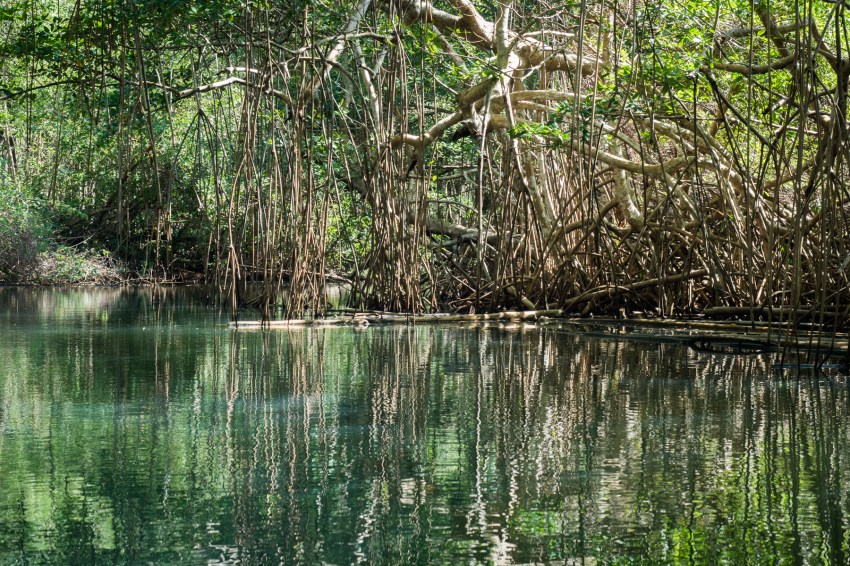 mangrove, palétuviers, guadeloupe, antilles, kayak