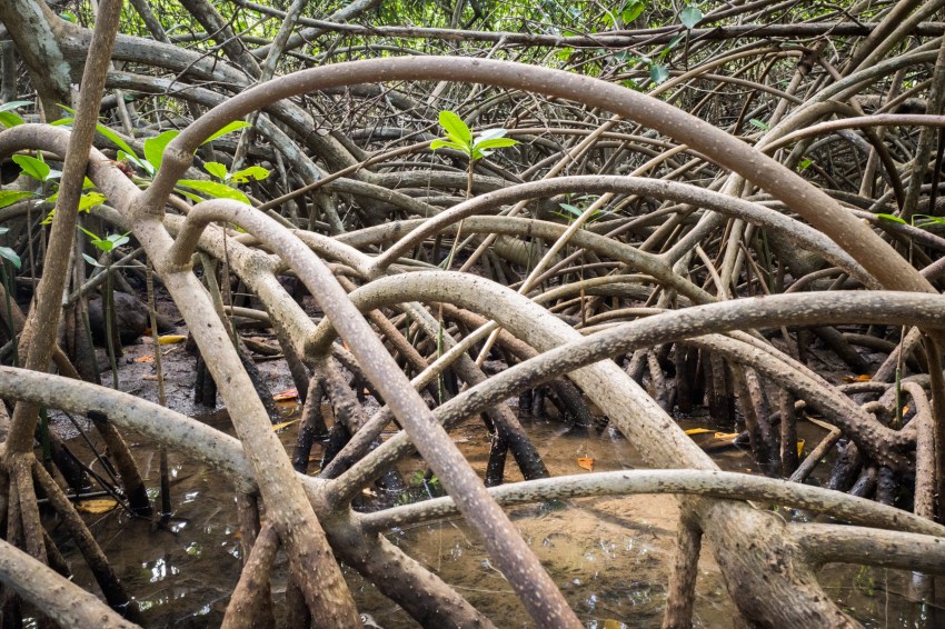 mangrove, palétuviers, guadeloupe, antilles, kayak
