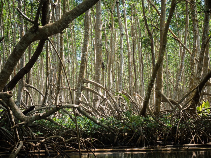 mangrove, palétuviers, guadeloupe, antilles, kayak