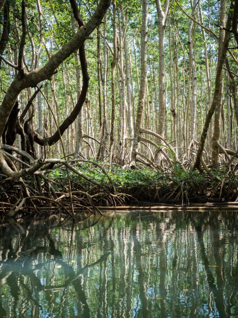 mangrove, palétuviers, guadeloupe, antilles, kayak