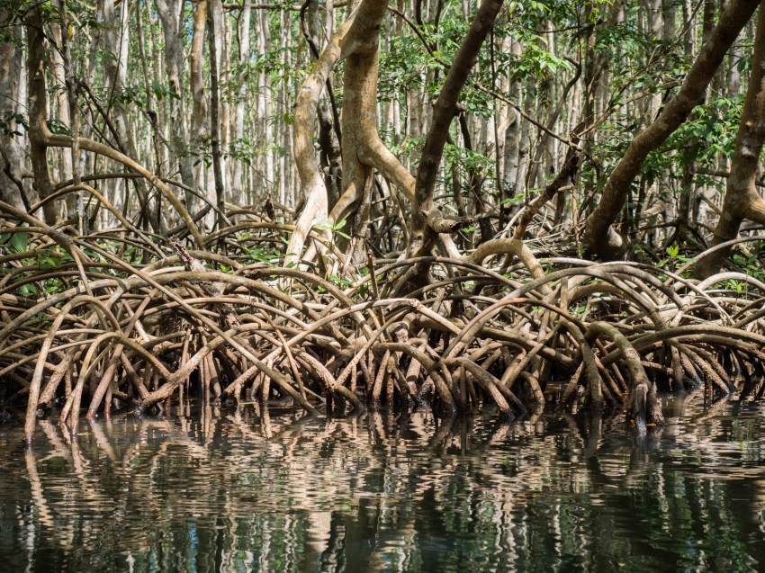mangrove, palétuviers, guadeloupe, antilles, kayak