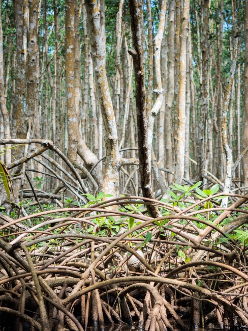mangrove, palétuviers, guadeloupe, antilles, kayak