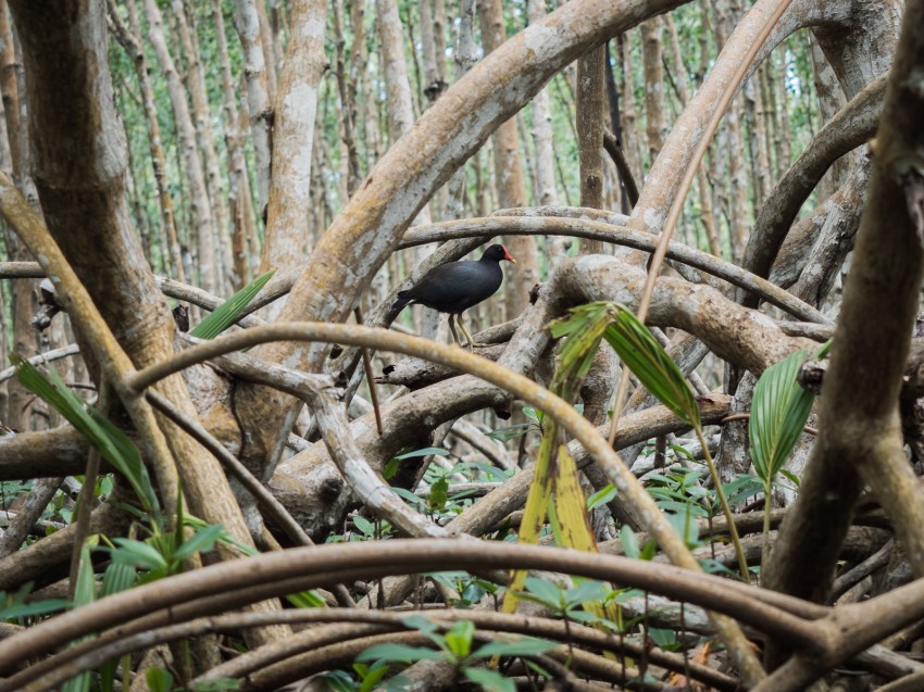 mangrove, palétuviers, guadeloupe, antilles, kayak