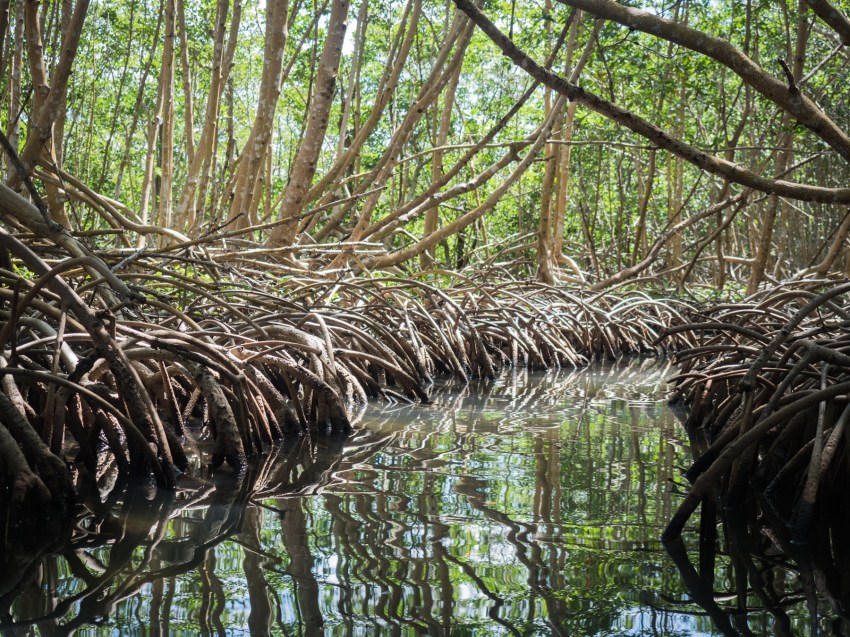 mangrove, palétuviers, guadeloupe, antilles, kayak