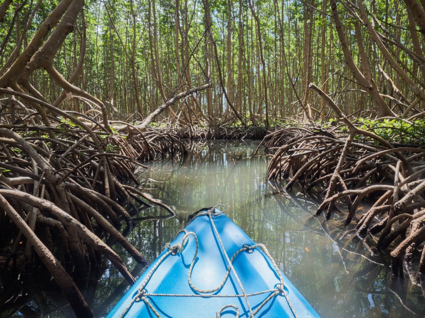 mangrove, palétuviers, guadeloupe, antilles, kayak