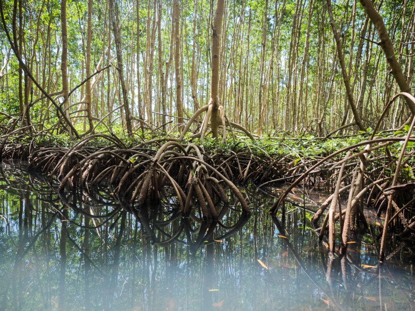 mangrove, palétuviers, guadeloupe, antilles, kayak