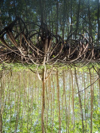 mangrove, palétuviers, guadeloupe, antilles, kayakmangrove, palétuviers, guadeloupe, antilles, kayak