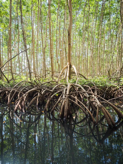 mangrove, palétuviers, guadeloupe, antilles, kayak