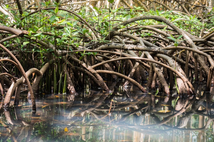 mangrove, palétuviers, guadeloupe, antilles, kayak