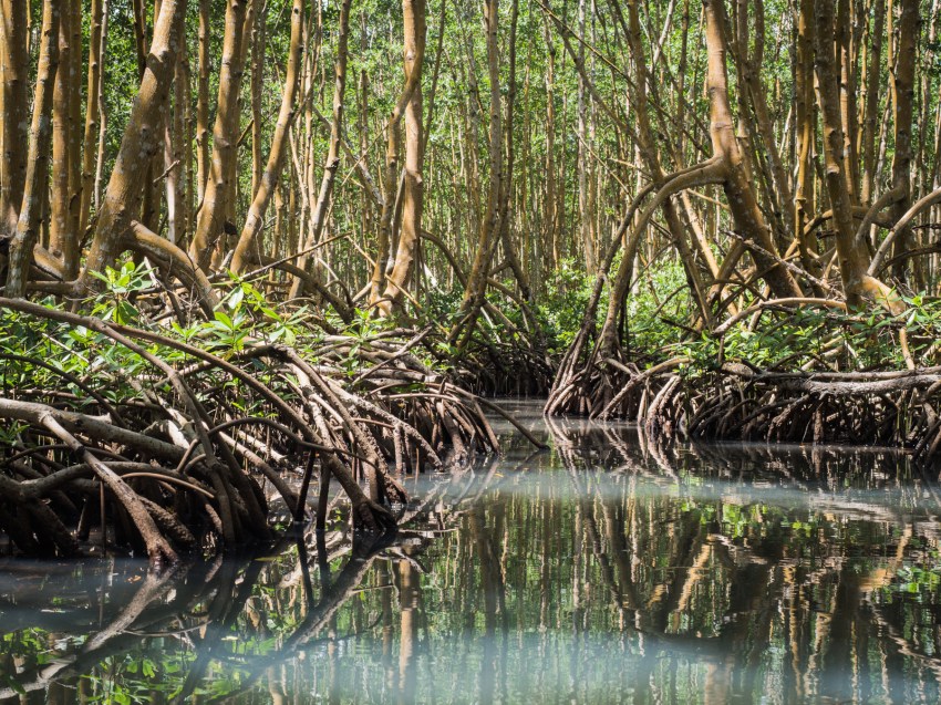 mangrove, palétuviers, guadeloupe, antilles