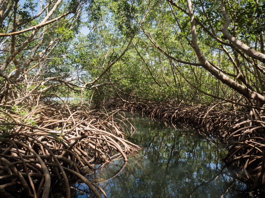 mangrove, palétuviers, guadeloupe, antilles, kayak