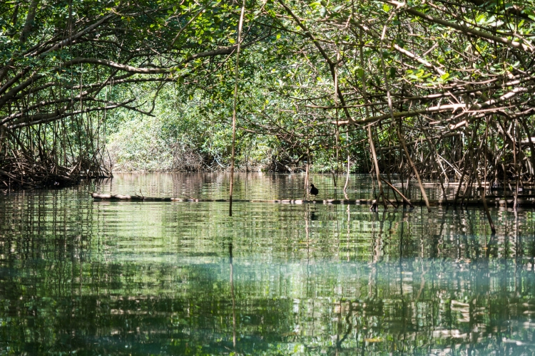 mangrove, palétuviers, guadeloupe, antilles, kayak