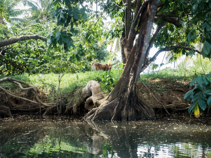 mangrove, palétuviers, guadeloupe, antilles, kayak