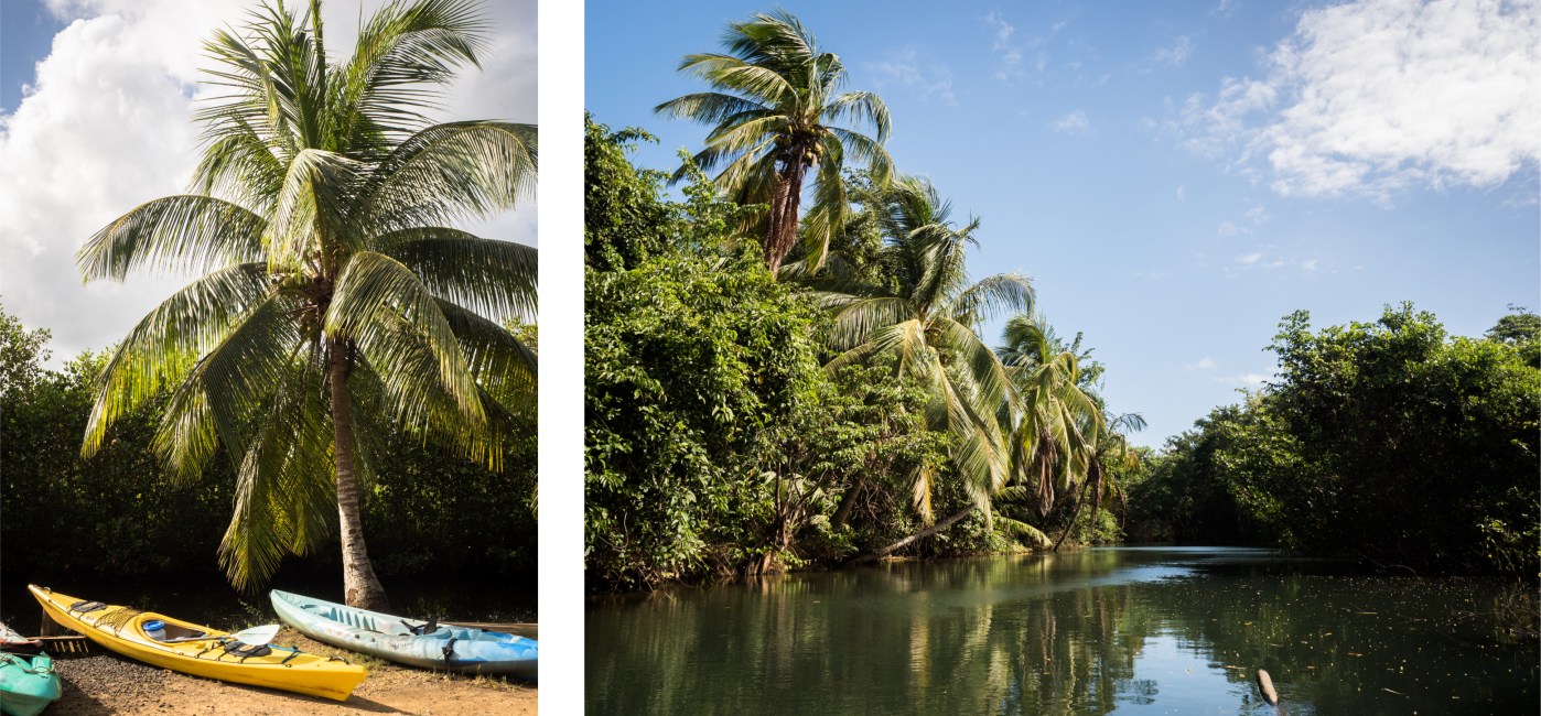 mangrove, palétuviers, guadeloupe, antilles, kayak