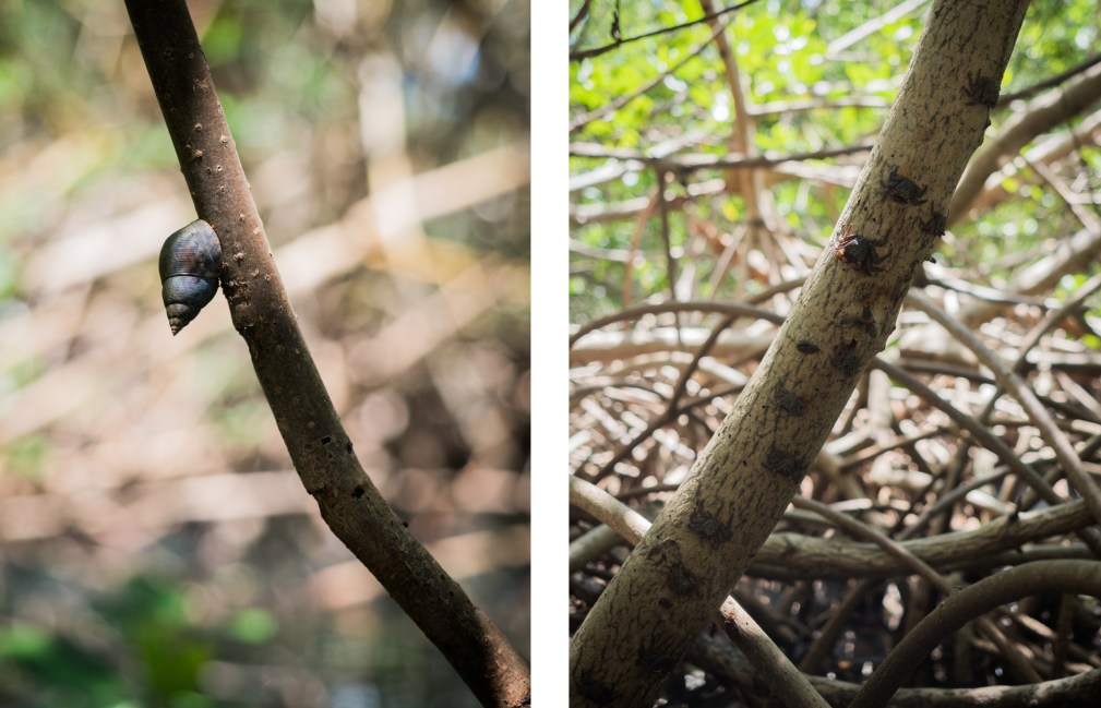 mangrove, palétuviers, guadeloupe, antilles, kayak