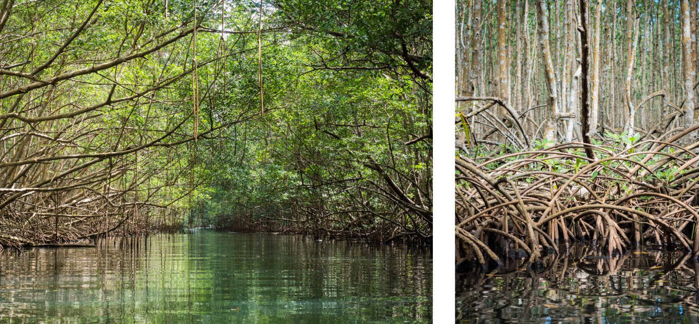 mangrove, palétuviers, guadeloupe, antilles, kayak