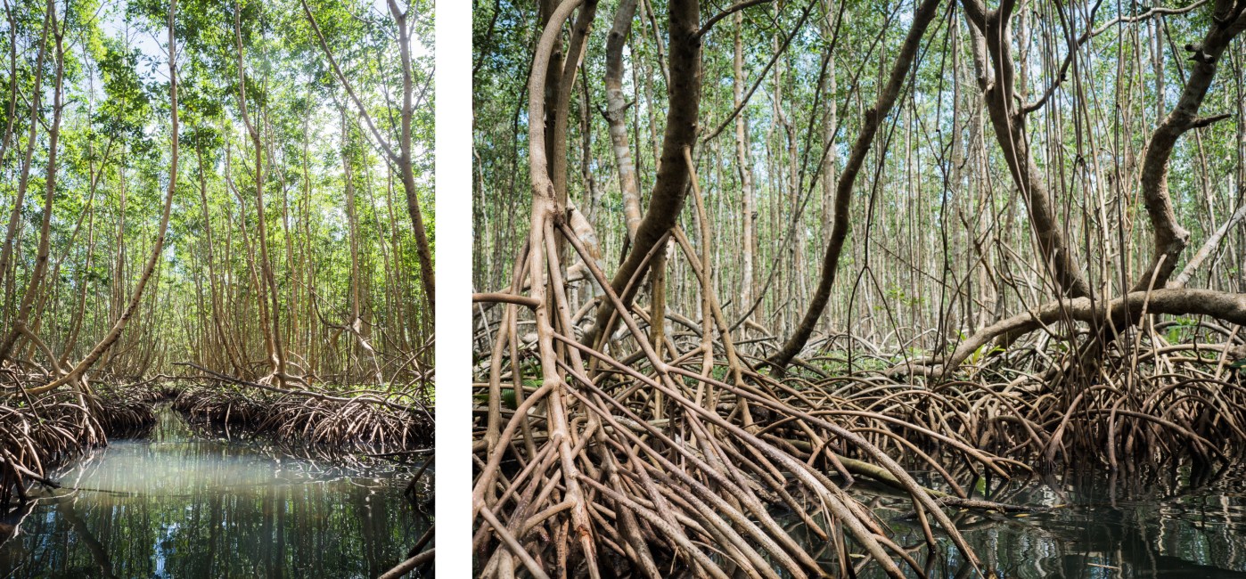 mangrove, palétuviers, guadeloupe, antilles, kayak