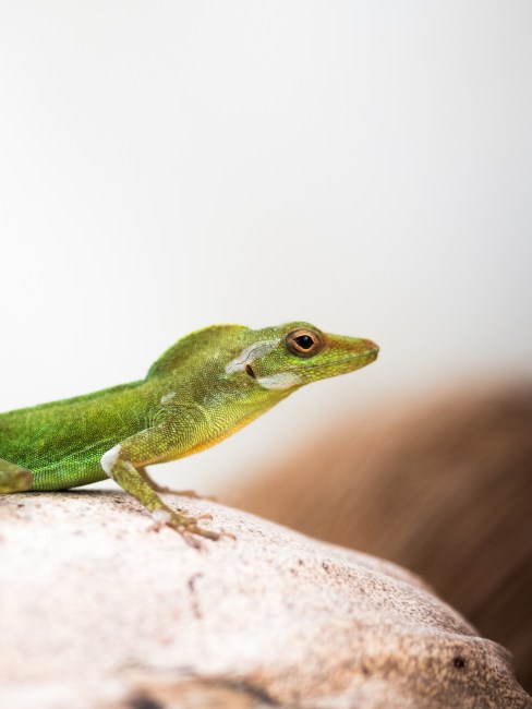 anoli, lézard, mue, guadeloupe