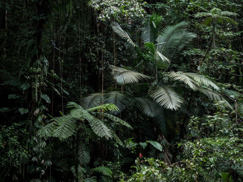 guadeloupe foret tropicale-bassin paradise guadeloupe