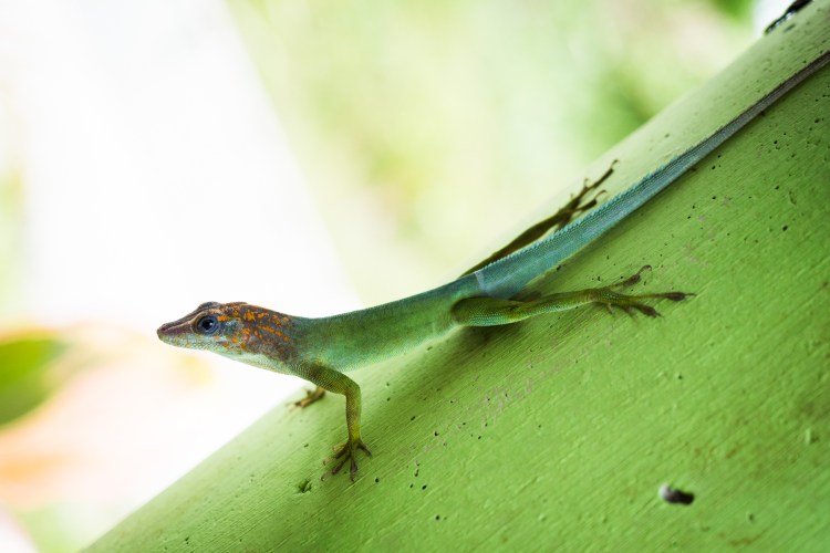 lezard guadeloupe-anoli guadeloupe-bassin paradise-guadeloupe foret tropicale