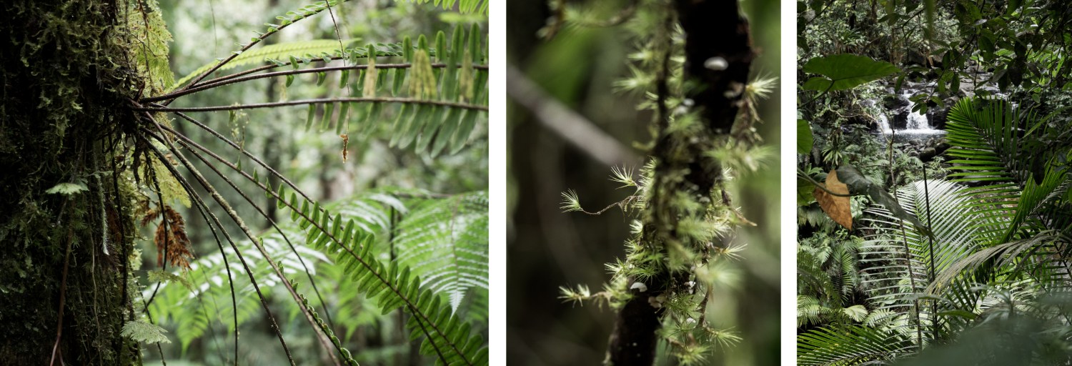 guadeloupe foret tropicale-le bassin paradise capesterre belle eau