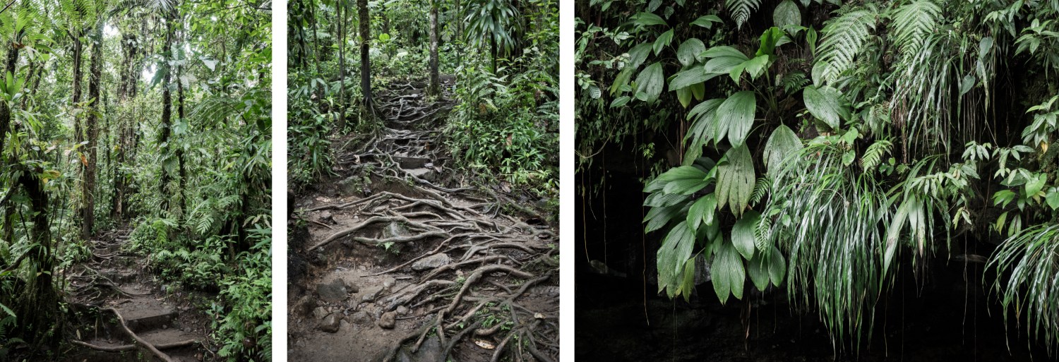 bassin paradise guadeloupe-capesterre -foret tropicale guadeloupe