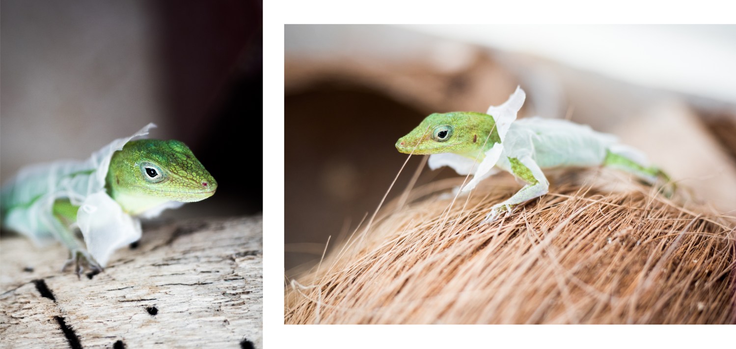 anoli, lézard, mue, guadeloupe