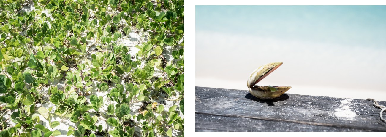 lagon bleu guadeloupe-lagon du grand cul de sac marin guadeloupe-l ile au caret guadeloupe-sainte rose guadeloupe-